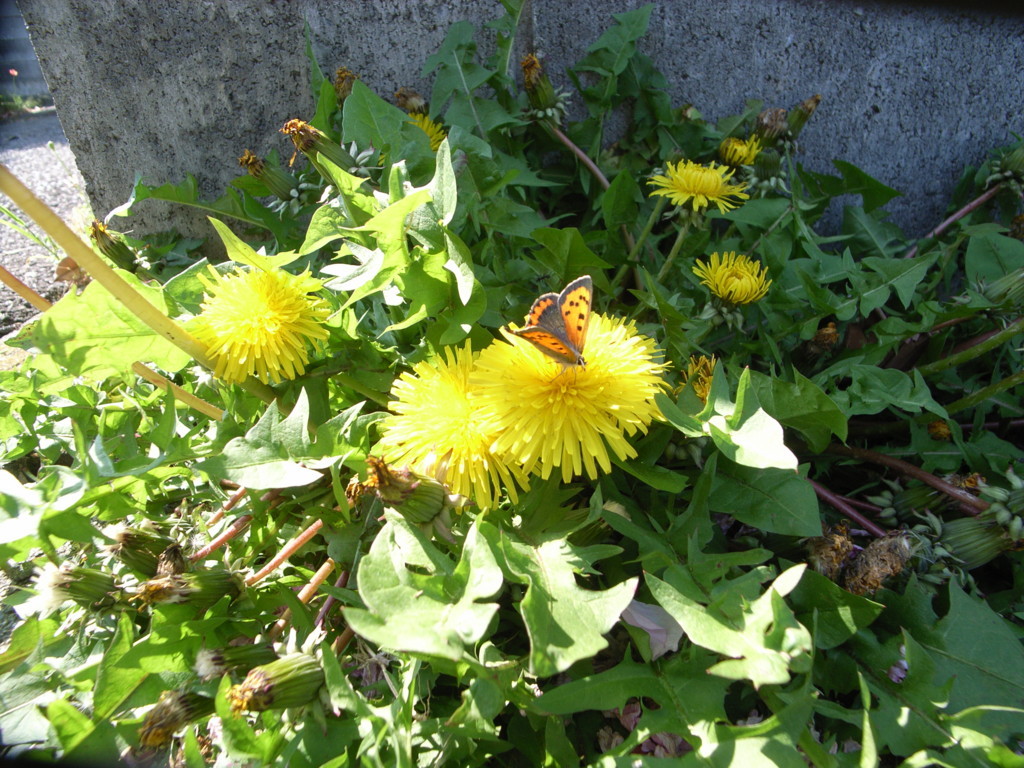 f:id:tokyo_sotai:20100502092920j:plain