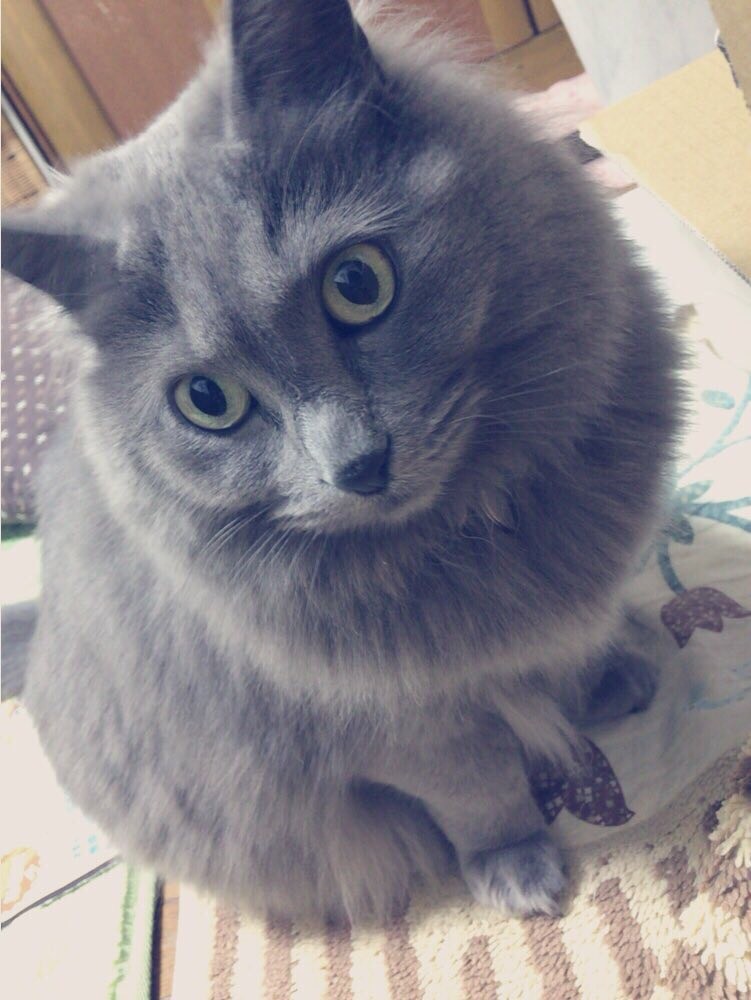 f:id:tokyo_sotai:20160904110336j:plain f:id:tokyo_sotai:20160904110336j:plain